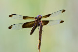  Widow Skimmer