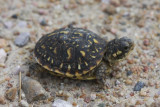 Little Ornate Box Turtle