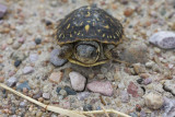 Little Ornate Box Turtle