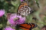 Monarch and Regal Fritillary