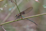 American Rubyspot (female)