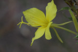 Fourpoint Evening Primrose