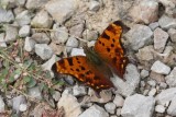 Eastern Comma