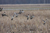Northern Pintails