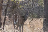 White-tailed deer