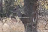 White-tailed Deer