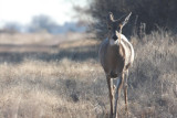 White-tailed deer