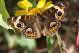 Common Buckeye