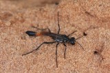 Thread-waisted Wasp