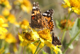Painted Lady