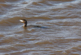 Double-Crested Cormorant With Fish