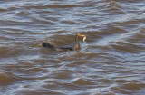Double-Crested Cormorant With Fish