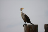 Double-crested Cormorant