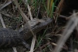 Young Alligator
