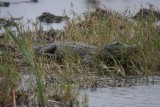 Alligator