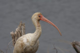 White ibis