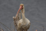 White ibis