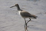 Willet