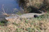 Alligator