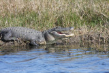 Alligator