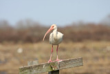 White ibis