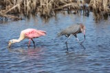 Roseate spoonbill and Reddish egret