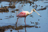 Roseate spoonbill