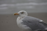 Herring Gull