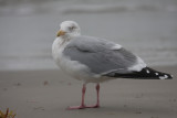 Herring Gull