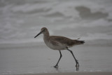 Willet