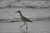 Willet