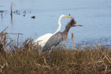 Great egret and Reddish egret