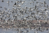 Snow geese