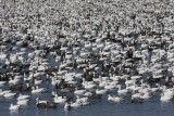 Snow geese