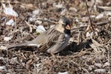 Harriss sparrow
