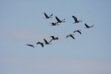 Sandhill Cranes