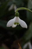 Common snowdrop