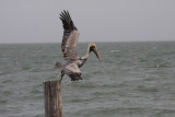 Brown Pelican