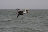 Brown Pelican