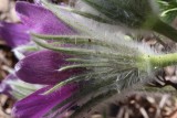 American Pasqueflower