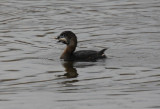 Pied-billed Grebe