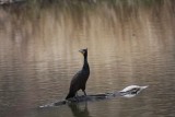 Double-crested Cormorant