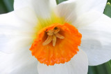 Daffodil