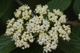 Alleghany Viburnum