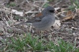 Gray-headed Junco