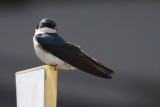 Tree swallow