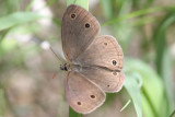 Little wood-satyr