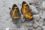Silvery Checkerspots