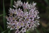 Wild Onion