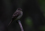 Eastern Wood-Pewee